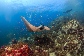 Naklejka na ściany i meble Huge Oceanic Manta Ray swimming over a colorful, healthy tropical coral reef