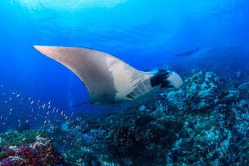 Multiple huge Oceanic Manta Rays swimming over a tropical coral reef