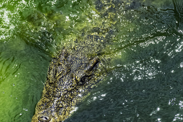 Swimming Cuban crocodile (Crocodylus Rhombifer) is a small species of crocodile endemic to Cuba - Peninsula de Zapata National Park / Zapata Swamp, Cuba