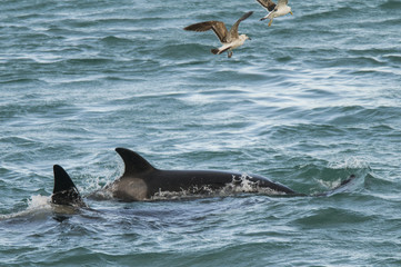Obraz premium Orca attacking sea lions, Patagonia Argentina