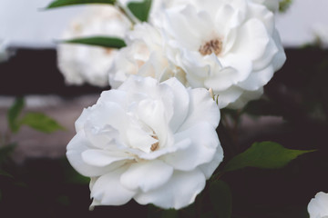 White roses on a bush