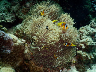 Fototapeta na wymiar Błazenek Nemo Ryby