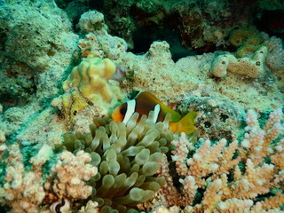 Fototapeta na wymiar Błazenek Nemo Ryba