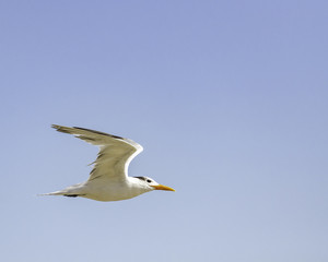 Fototapeta na wymiar Royal Tern (Sterna maxima) flies through the air, Goleta, CA.