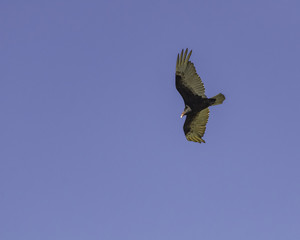 Turkey Vulture (Cathartes aura), Goleta, CA.