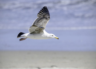 California Gull (Larus californicus) flies along the beach in Southern, California.