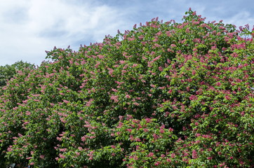 Fototapeta na wymiar Red horse-chestnut, Aesculus hippocastanum or Conker tree with flower and leaf, Sofia, Bulgaria 