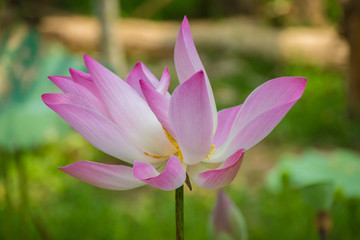 Obraz premium Close-up on lotus flower in a tropical fruit garden