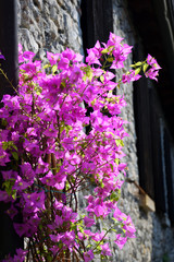 Pink bougainvillea on the stone house