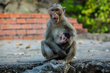 A mother monkey protecting her baby near a temple