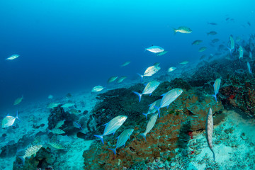 Fototapeta na wymiar Trevally hunting on a tropical coral reef