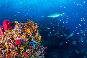Fototapeta na wymiar Tropical fish swarm around a colorful and healthy tropical coral reef