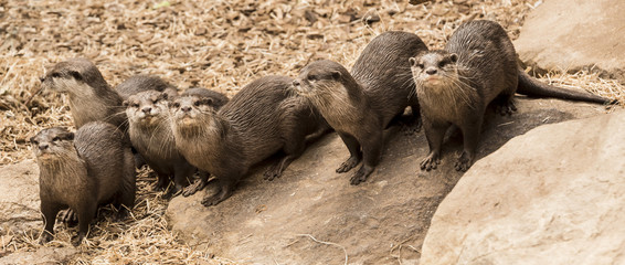 A group of European Otters (Lutra lutra) are watching attentively
