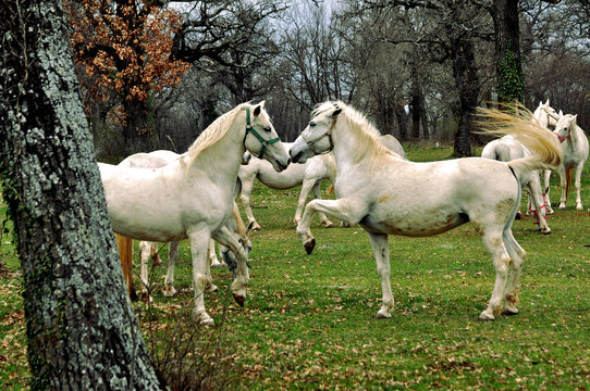 Horses in Lipica - Slovenia