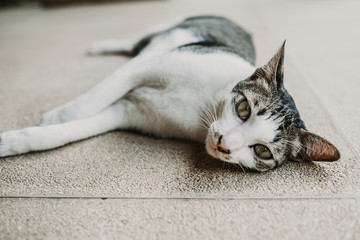 Lovely little cat playing alone on the porch of his house near de swimming pool. Sweet beautiful animal. Domestic cat. Lifestyle