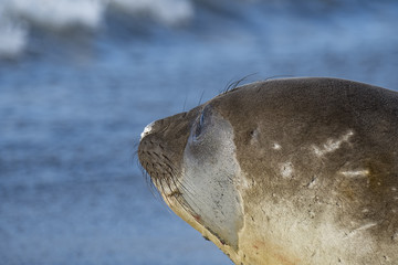 Fototapeta premium Battle Scared Female Elephant Seal Gazing toward the Sea, South Georgia Island, Antarctic