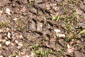 Bike and auto tire tracks on muddy trail pattern. Mud and wheel trace on road after rain with green grass. Mud with truck wheel track in rainy day. Abstract background, texture, material, wallpaper.