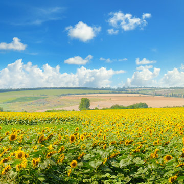 Field with blooming sunflowers and cloudy sky.