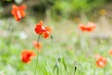 Poppies on a wild meadow
