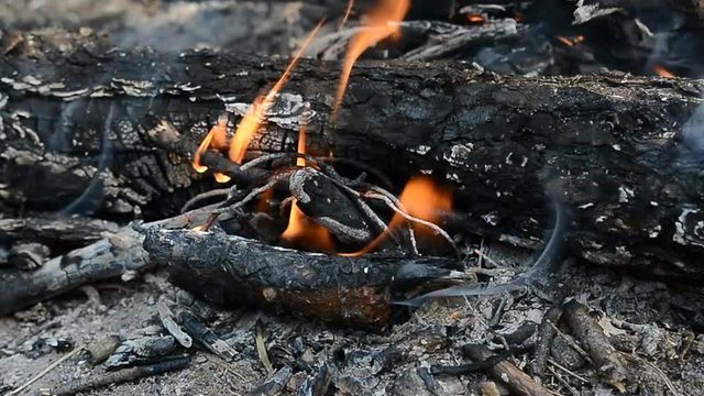 summer campfire close up