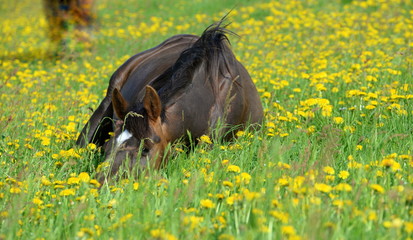 watching you, cute brown horse lying between blooming dandelion