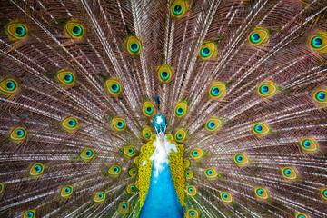 Obraz premium Close shot of a colorful wild peacock with his tail wide open, Koh Samui, Thailand