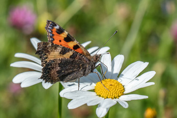 kleiner fuchs