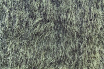 Dry straw grass background, hay texture after havest