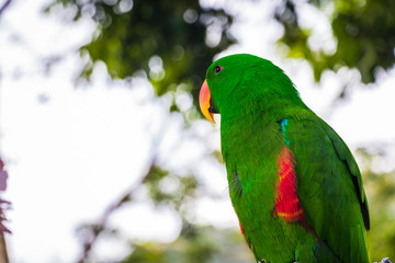 Close shot of a colorful big wild green parrot, Koh Samui, Thailand