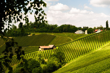Austria, Slovenia Vineyards Sulztal Herzerl Straße
