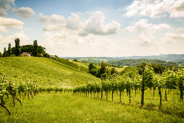 South styria vineyards landscape,  famous place Herzerl Straße. Travel Austria.