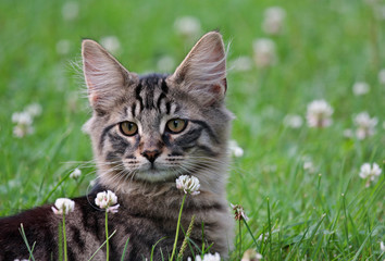 Naklejka na ściany i meble Norwegian forest cat male in garden