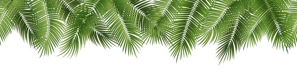 Poster Vector naadloze zomer palmbladeren op witte achtergrond. © Jan