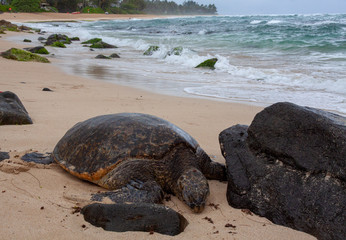 Oahu turtle