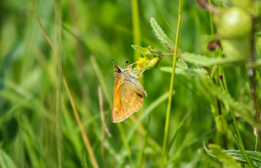 large skipper butterfly