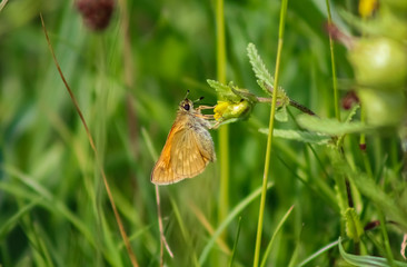 large skipper butterfly