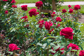 Fototapeta na wymiar Beautiful colorful climbing roses in spring in the garden