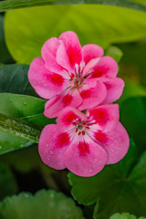 Pink Flower