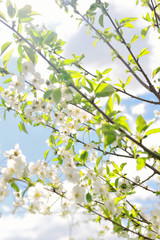 Flowering of cherry flowers in the sunlight