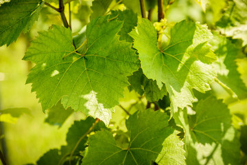 Grapes leaves in sun