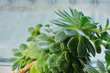 cactus Echeveria water droplets on leaves