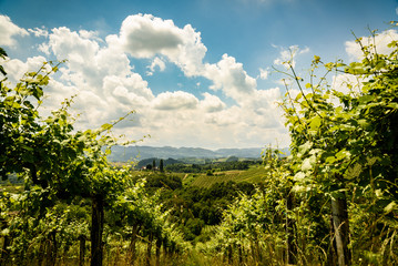 Herzerl Strasse, vineyards in summer, Spicnik