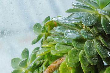 cactus Echeveria water droplets on leaves