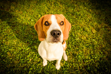 Beagle dog looking up