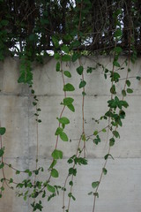Muro e piante