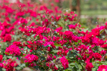 Naklejka premium Beautiful colorful climbing roses in spring in the garden