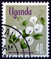 Postage stamp Uganda 1969 Morning Glory, Flowering Plant