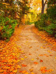 Naklejka premium Nice autumnal scene with yellow leaves
