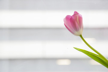 Pink tulip in the apartment window with copy space