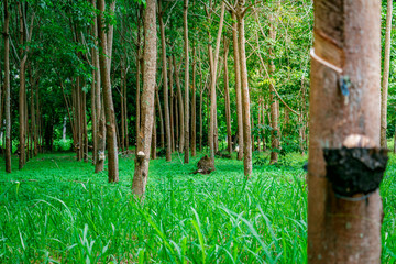 Rubber tree plantation in Koh Samui, Surat Thani, Thailand 